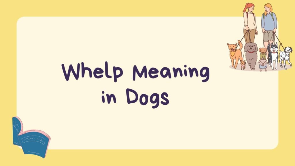 Whelp Meaning in Dogs