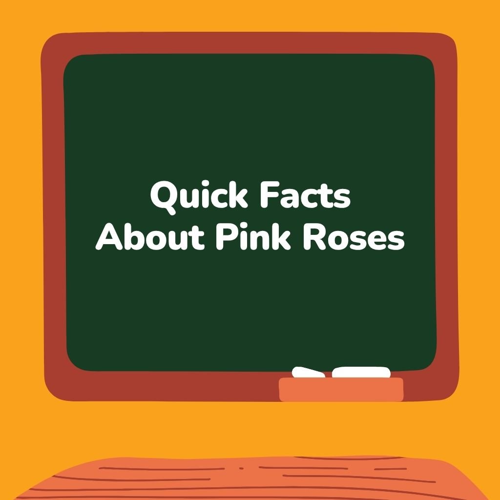 Quick Facts About Pink Roses