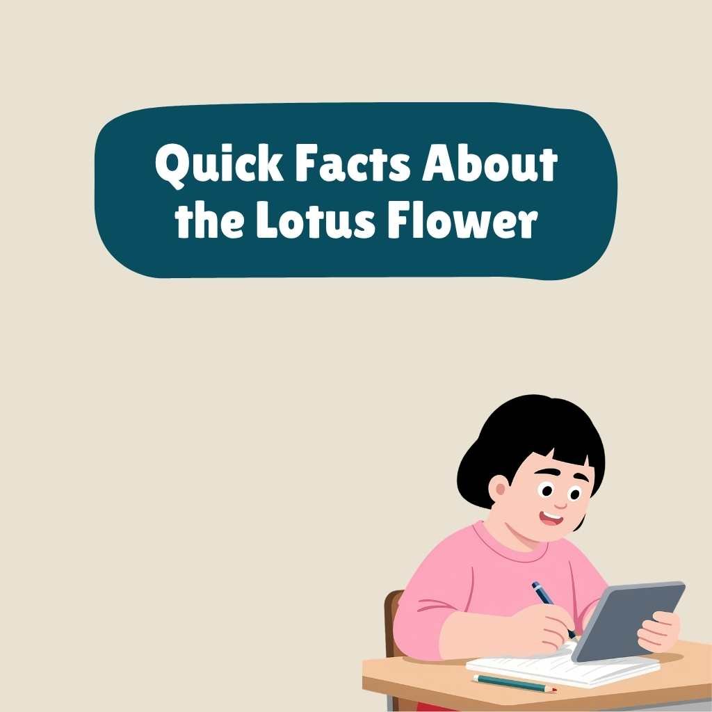 Quick Facts About the Lotus Flower