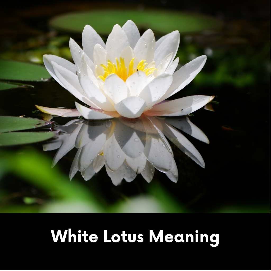 White Lotus Meaning